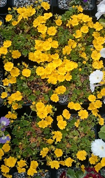 Potentilla verna nana - 8cm pot 